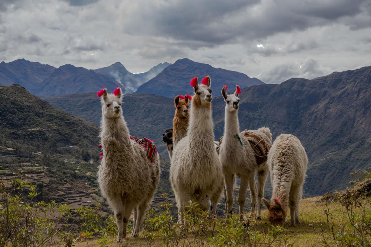 Tours Privados Cusco Machupicchu